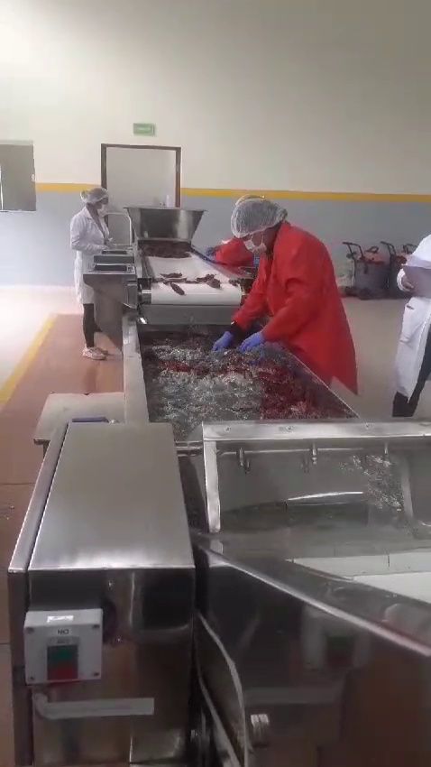 Línea de lavado y selección de ají con operarios y tanque de inmersión en acero inoxidable